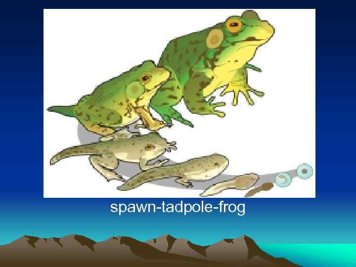 spawn-tadpole-frog 