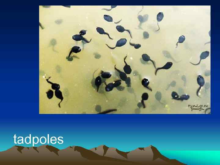 tadpoles 