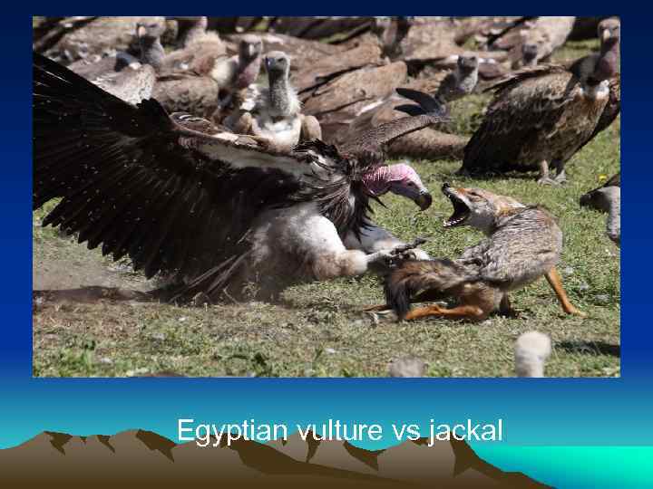 Egyptian vulture vs jackal 