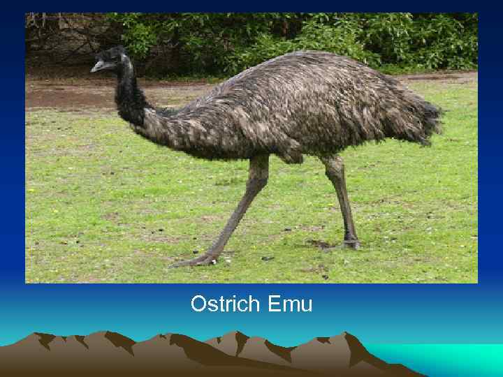 Ostrich Emu 