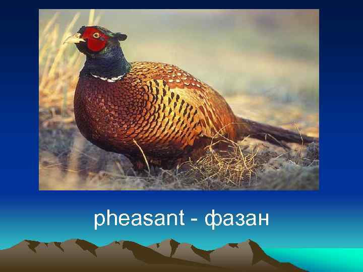 pheasant - фазан 