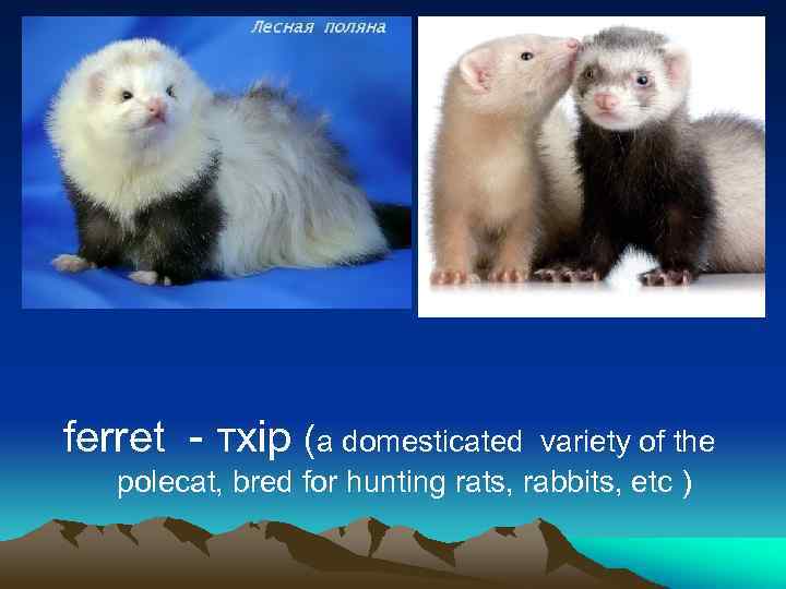 ferret - тхір (a domesticated variety of the polecat, bred for hunting rats, rabbits,