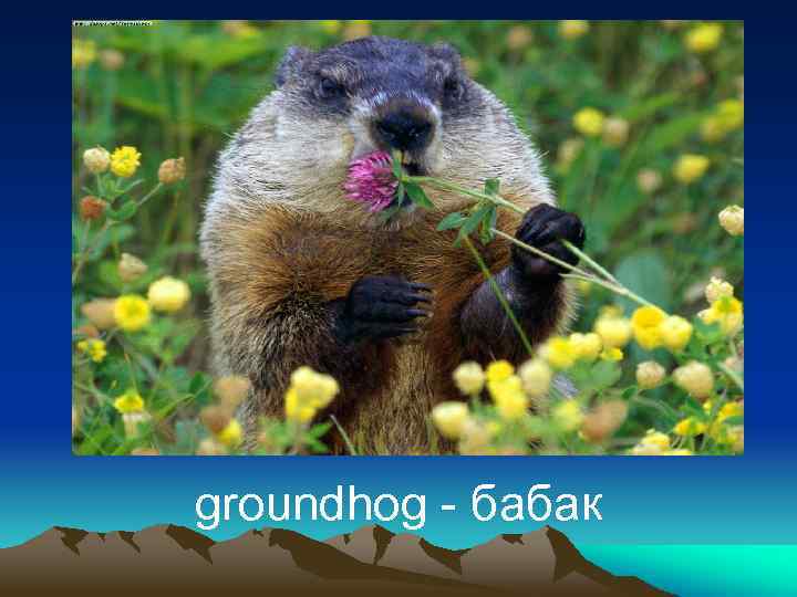 groundhog - бабак 