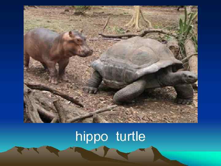 hippo turtle 