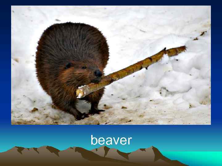 beaver 