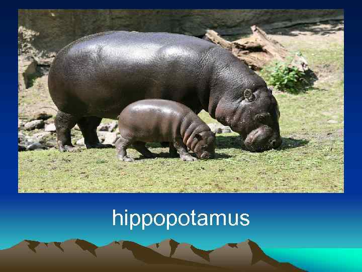 hippopotamus 