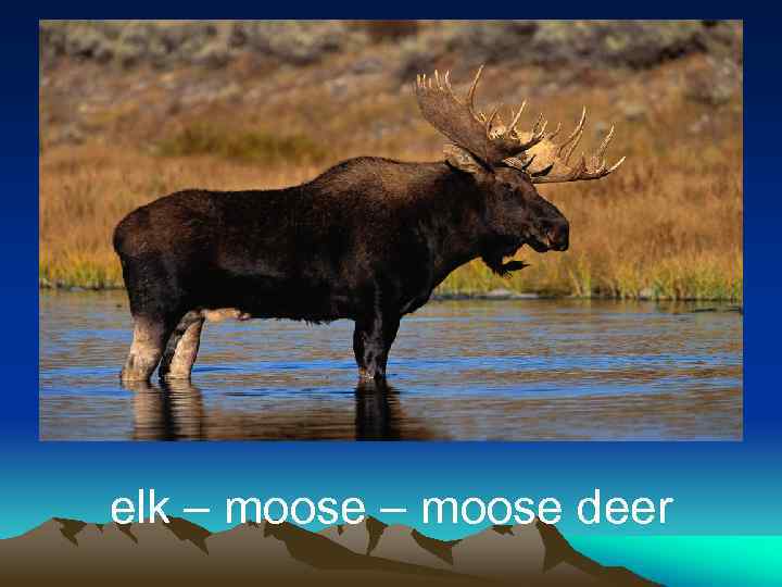 elk – moose deer 