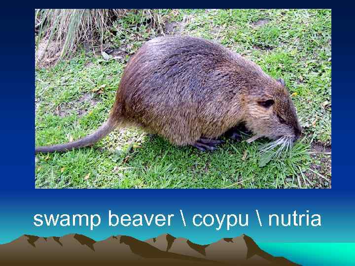 swamp beaver  coypu  nutria 