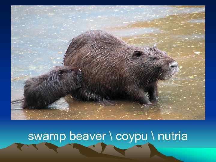 swamp beaver  coypu  nutria 