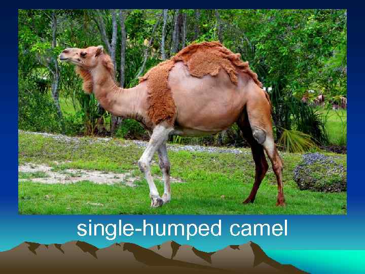 single-humped camel 