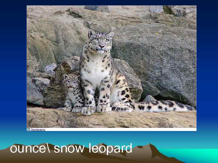 ounce snow leopard 