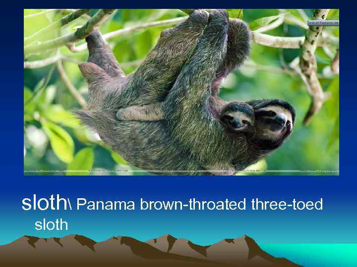 sloth Panama brown-throated three-toed sloth 
