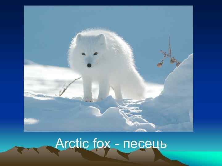 Arctic fox - песець 