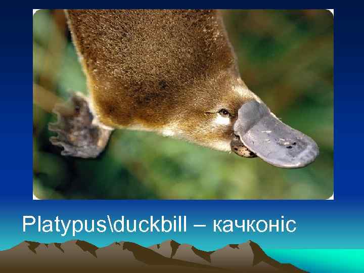Platypusduckbill – качконіс 