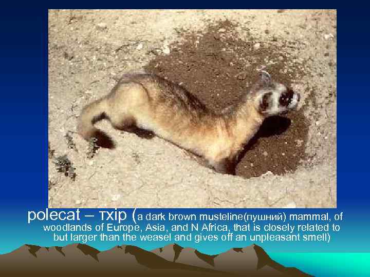 рolecat – тхір (a dark brown musteline(пушний) mammal, of woodlands of Europe, Asia, and