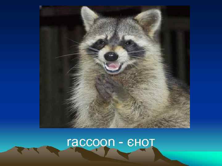 raccoon - єнот 