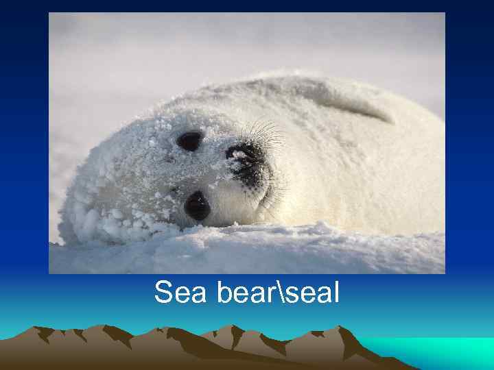 Sea bearseal 
