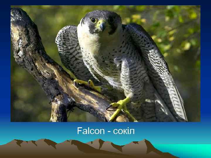 Falcon - сокіл 