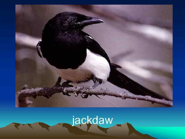 jackdaw 