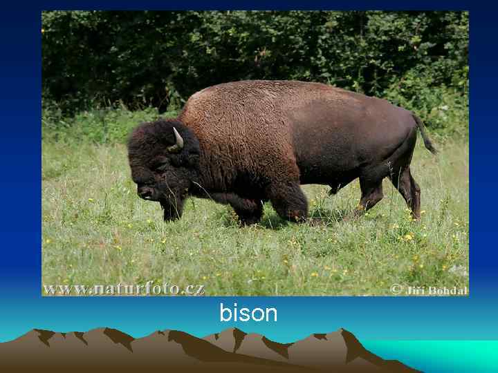 bison 