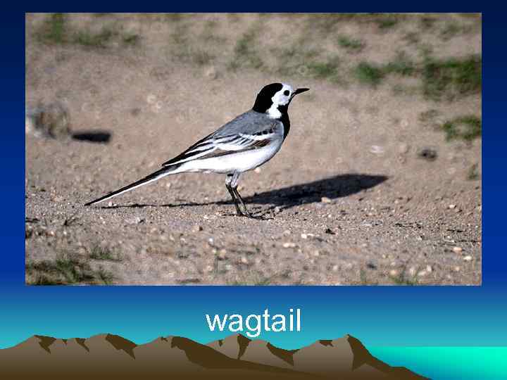 wagtail 