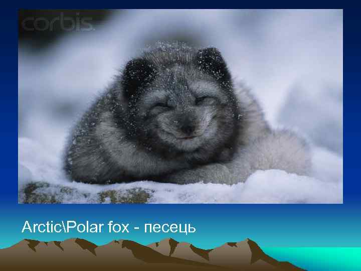 ArcticPolar fox - песець 