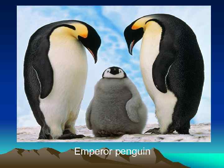 Emperor penguin 