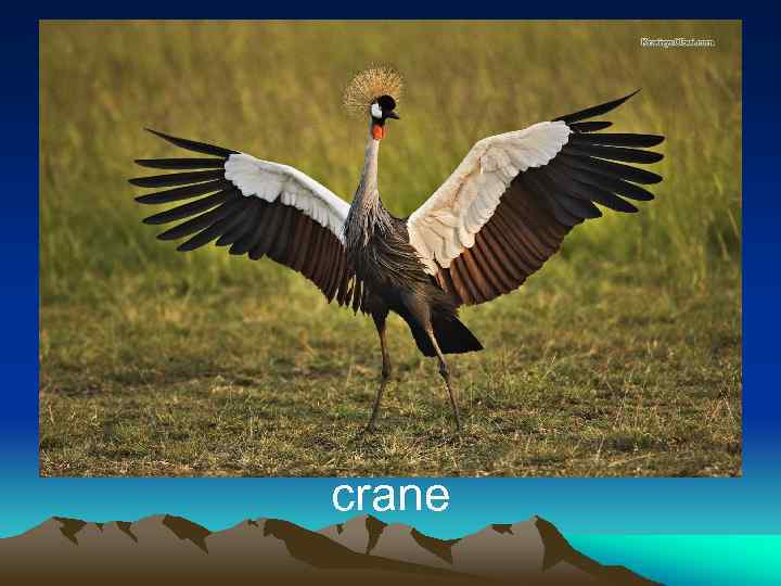 crane 
