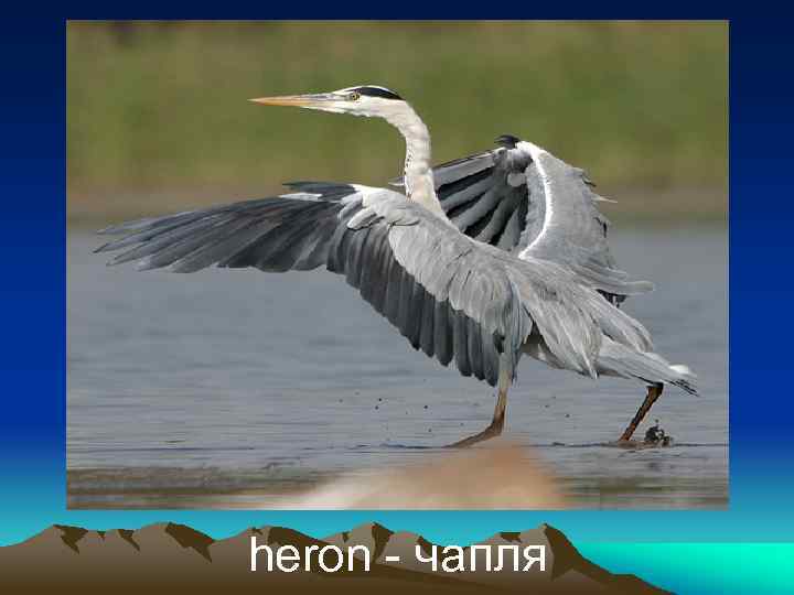 heron - чапля 