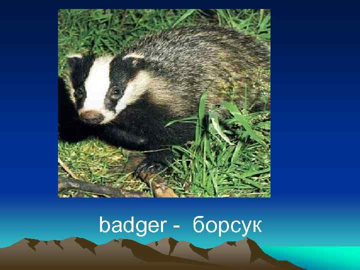 badger - борсук 