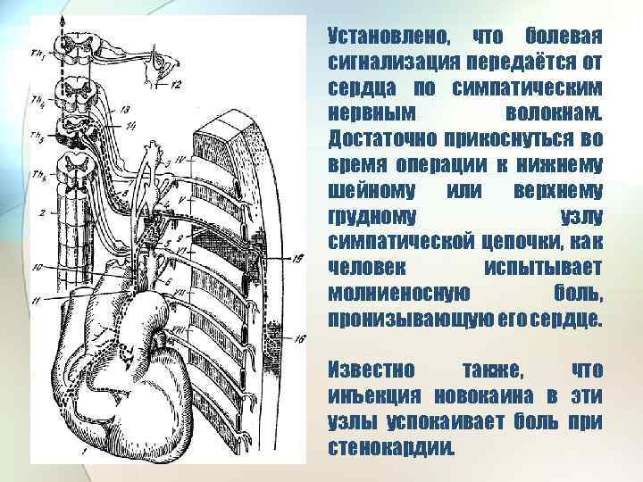 Установлено, что болевая сигнализация передаётся от сердца по симпатическим нервным волокнам. Достаточно прикоснуться во