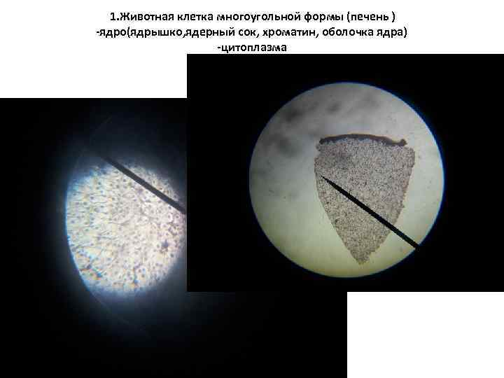 1. Животная клетка многоугольной формы (печень ) -ядро(ядрышко, ядерный сок, хроматин, оболочка ядра) -цитоплазма