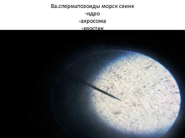 8 а. сперматозоиды морск свинк -ядро -акросома -хвостик 