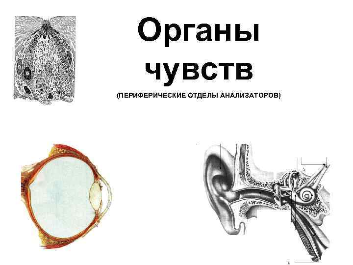 Анализаторы органы чувств. Отделы органов чувств. Периферические отделы органов чувств. Органы чувств как периферические отделы анализаторов. Органы чувств строение периферического отдела.