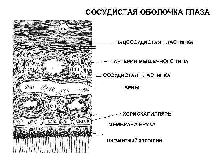 Угол глаза схема гистология