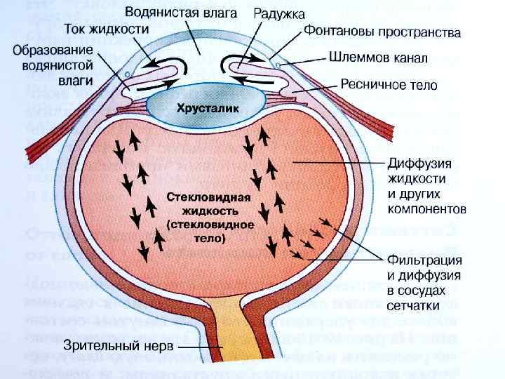 Отток жидкости. Фонтановы пространства. Строение глаза водянистая влага. Фонтановы пространства глаза. Пространство фонтана глаз.