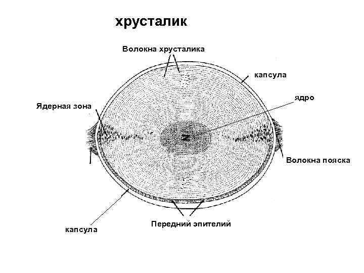 Схема строения хрусталика гистология