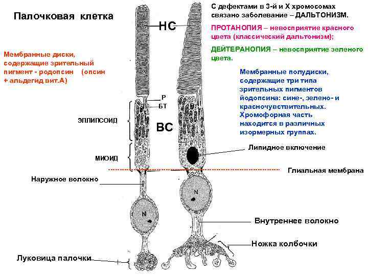 Палочковая клетка С дефектами в 3 -й и Х хромосомах связано заболевание – ДАЛЬТОНИЗМ.