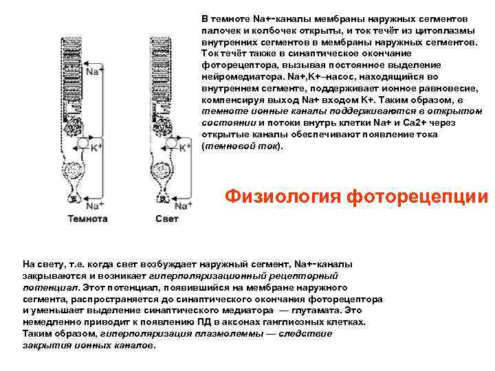 В темноте Na+‑каналы мембраны наружных сегментов палочек и колбочек открыты, и ток течёт из