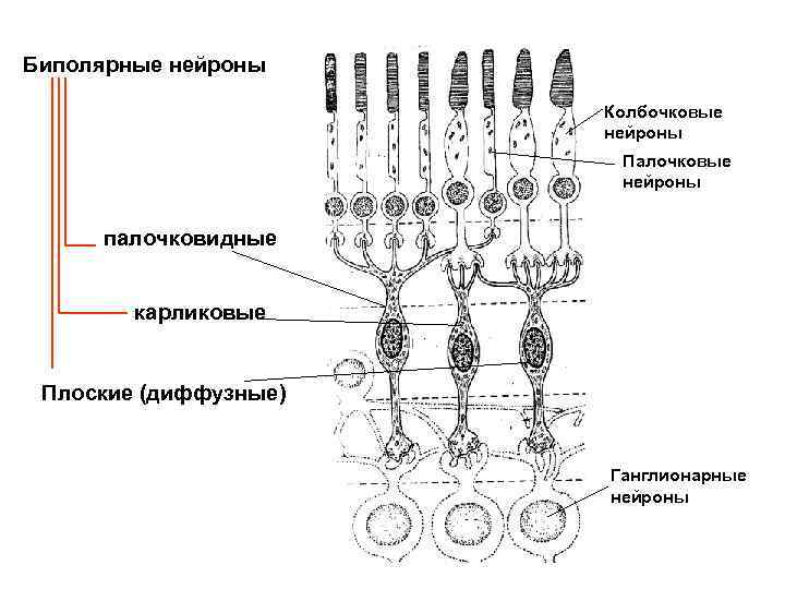 Биполярные нейроны Колбочковые нейроны Палочковые нейроны палочковидные карликовые Плоские (диффузные) Ганглионарные нейроны 
