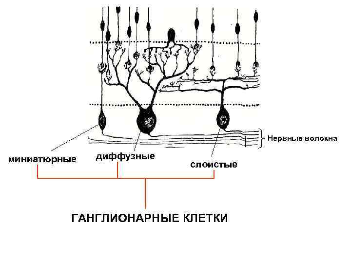 Нервные волокна миниатюрные диффузные слоистые ГАНГЛИОНАРНЫЕ КЛЕТКИ 