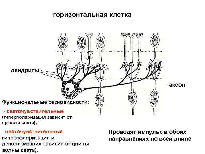 Горизонтальные клетки. Гиперполяризация нервных клеток лягушки.