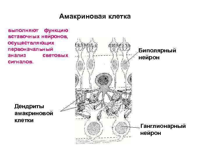 Амакриновая клетка выполняют функцию вставочных нейронов, осуществляющих первоначальный анализ световых сигналов. Дендриты амакриновой клетки
