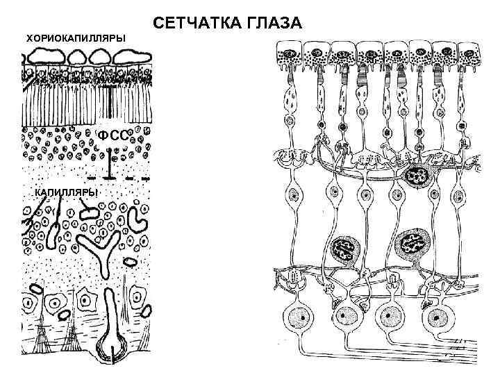 СЕТЧАТКА ГЛАЗА ХОРИОКАПИЛЛЯРЫ ФСС КАПИЛЛЯРЫ 
