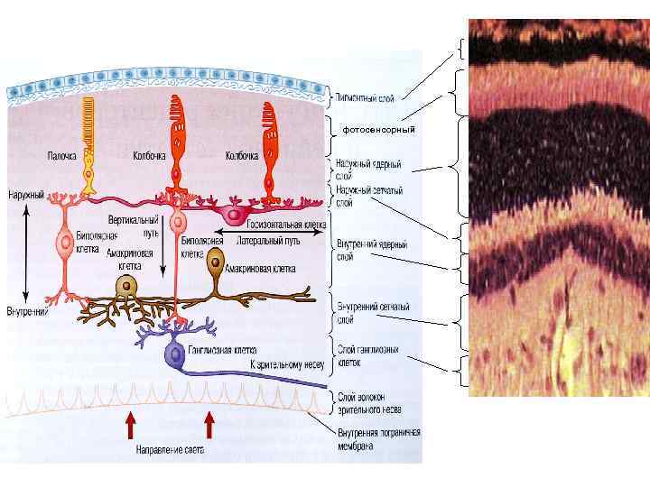 фотосенсорный 