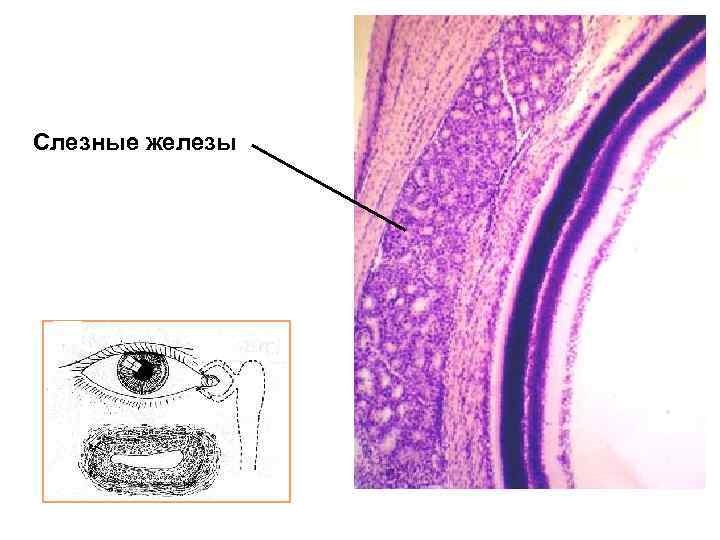 Слезные железы 