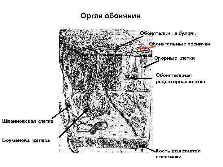 Рассмотрите орган обоняния на рисунке закрасьте обонятельные рецепторы желтым цветом