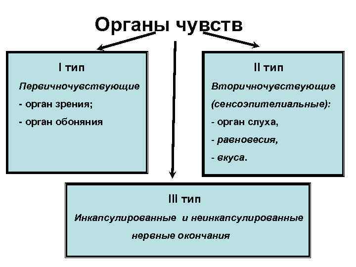 Органы чувств I тип II тип Первичночувствующие Вторичночувствующие - орган зрения; (сенсоэпителиальные): - орган