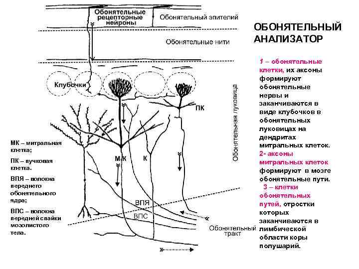ОБОНЯТЕЛЬНЫЙ АНАЛИЗАТОР МК – митральная клетка; ПК – пучковая клетка. ВПЯ – волокна переднего