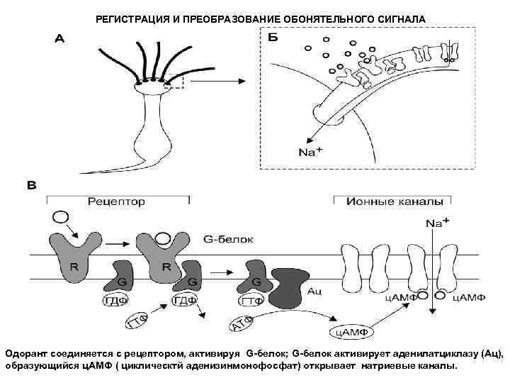 РЕГИСТРАЦИЯ И ПРЕОБРАЗОВАНИЕ ОБОНЯТЕЛЬНОГО СИГНАЛА Одорант соединяется с рецептором, активируя G-белок; G-белок активирует аденилатциклазу